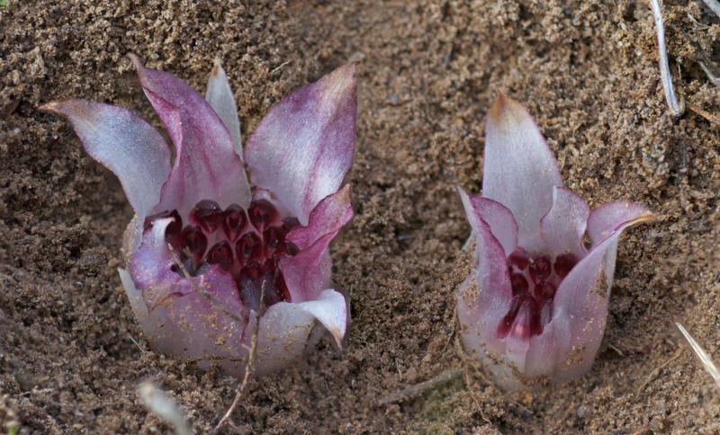 Rhizanthella gardneri