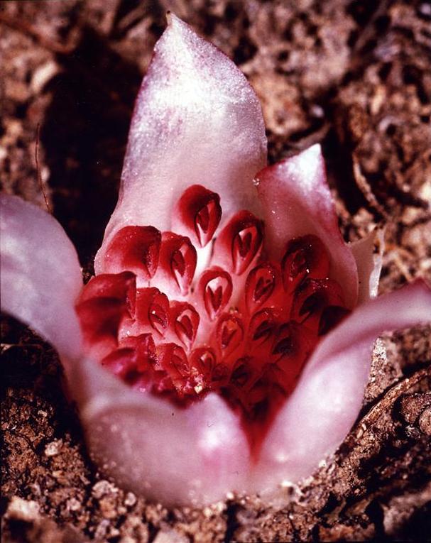 Rhizanthella_gardneri