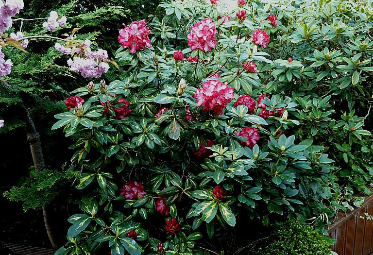 Rhododendron-President-Roosevelt-