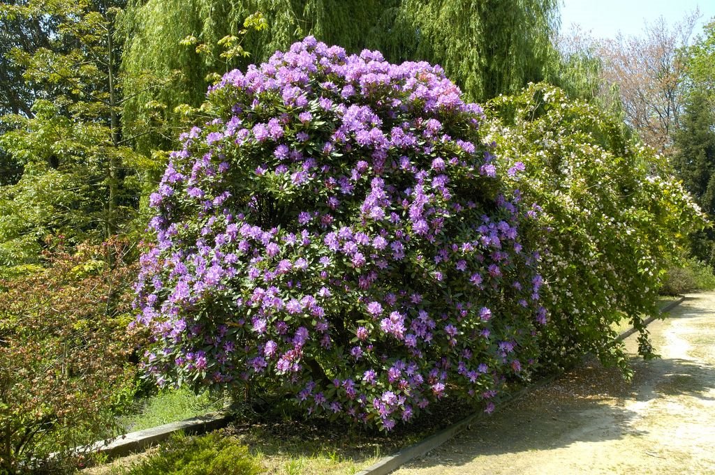 Rhododendron-ponticum-1