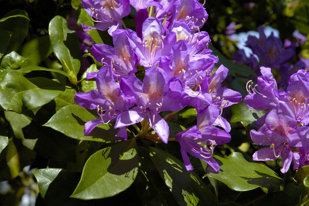 Rhododendron-ponticum-2