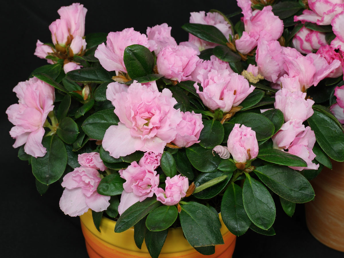 Rhododendron-simsii-2