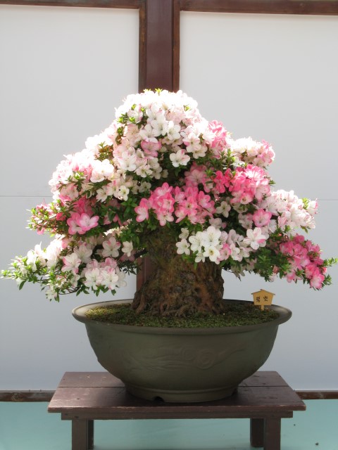 Rhododendron_indicum