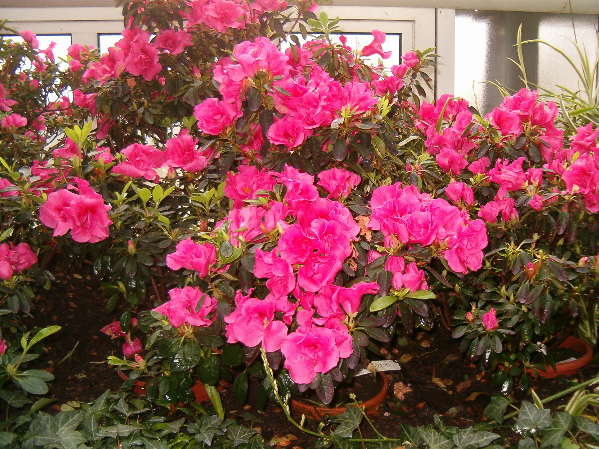 Rhododendron_simsii_07C