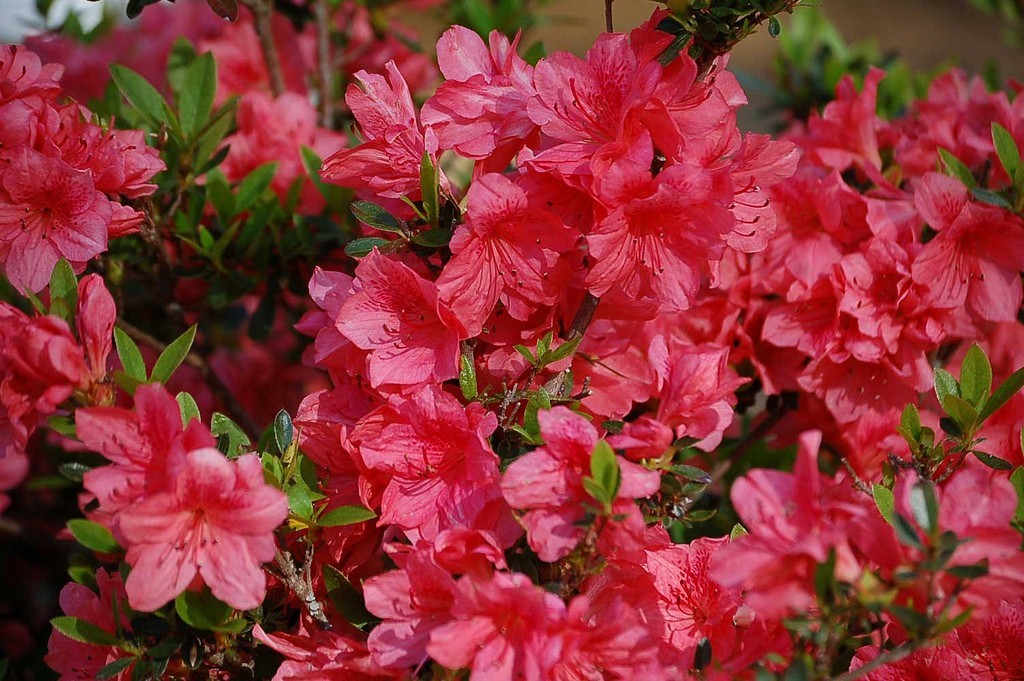 Rhododendron_uu