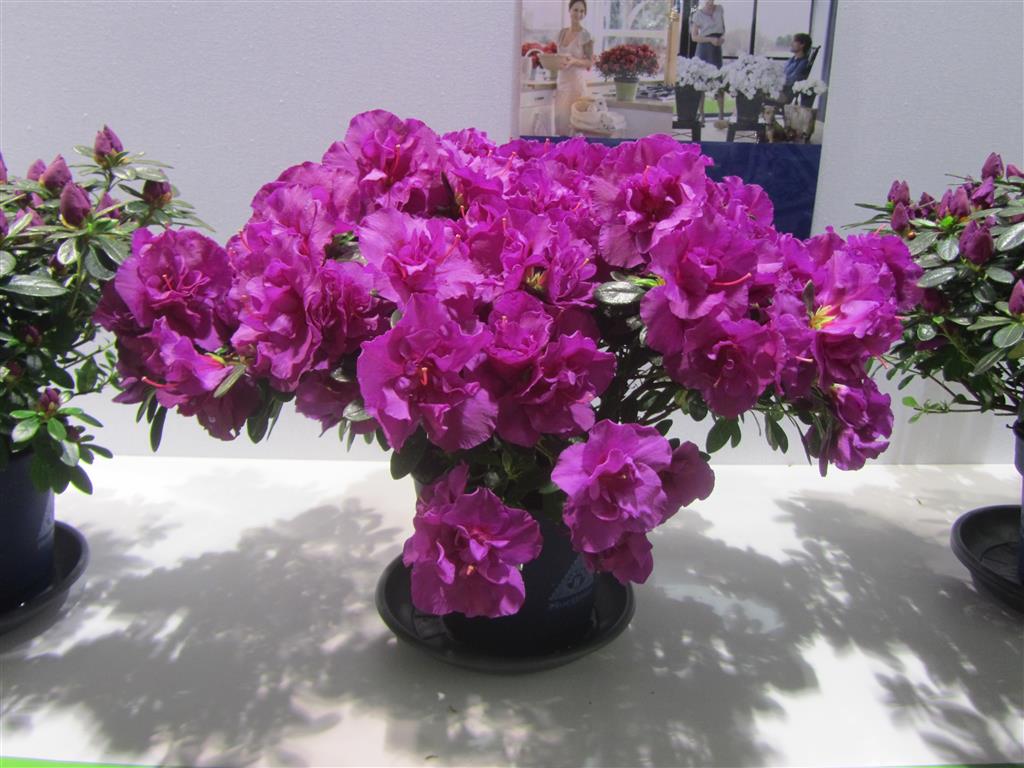 Rhododenron-simsii-2