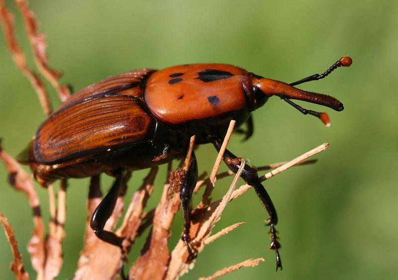 Rhynchophorus ferrugineus