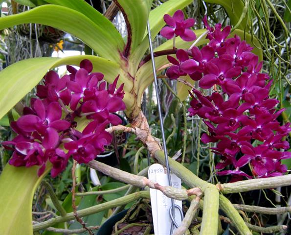 Rhynchostylis