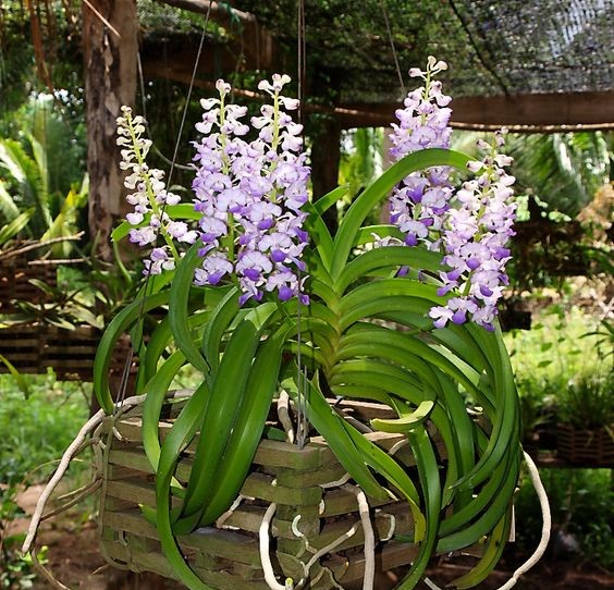 Rhynchostylis coelestis