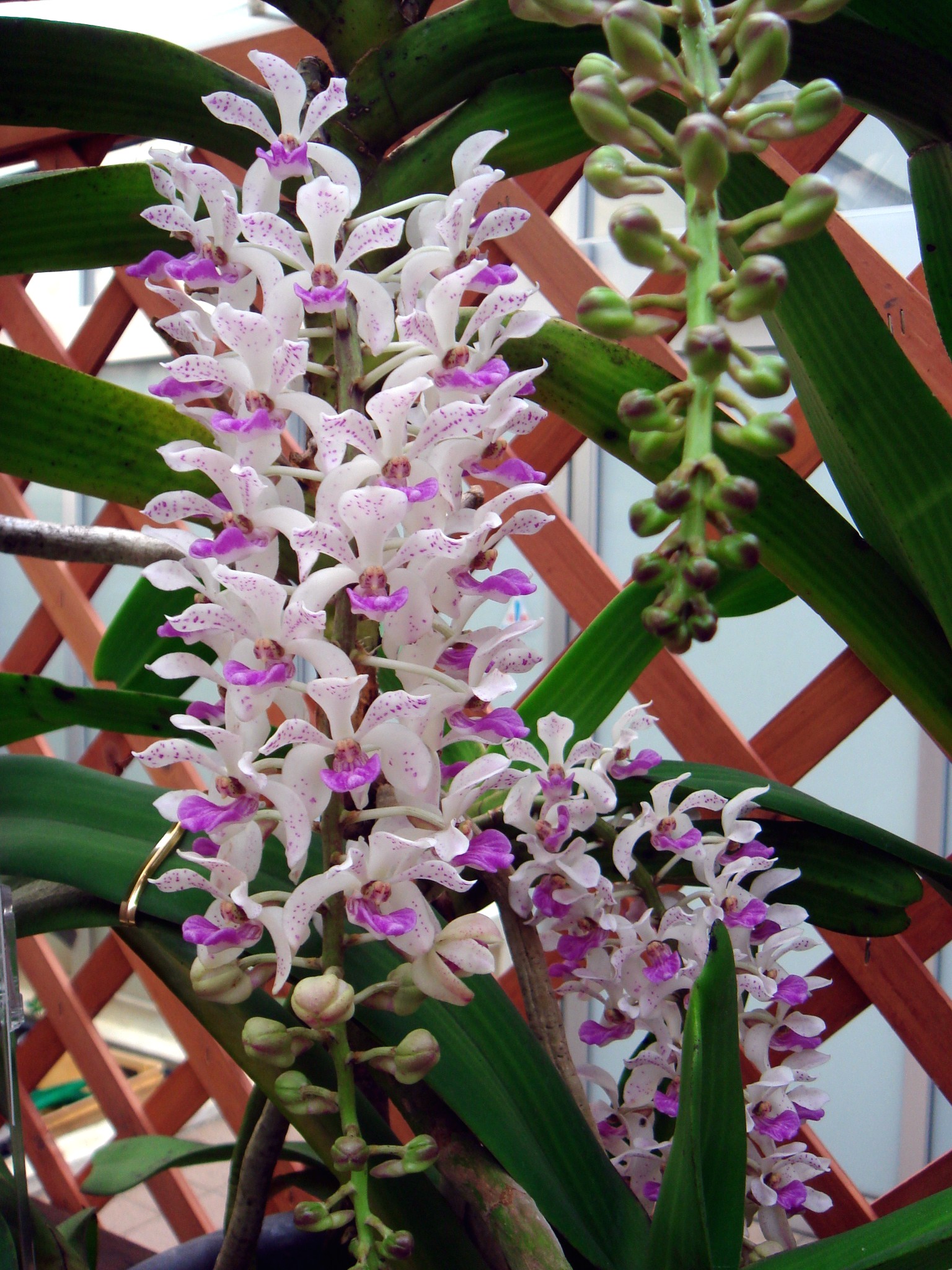 Rhynchostylis gigantea