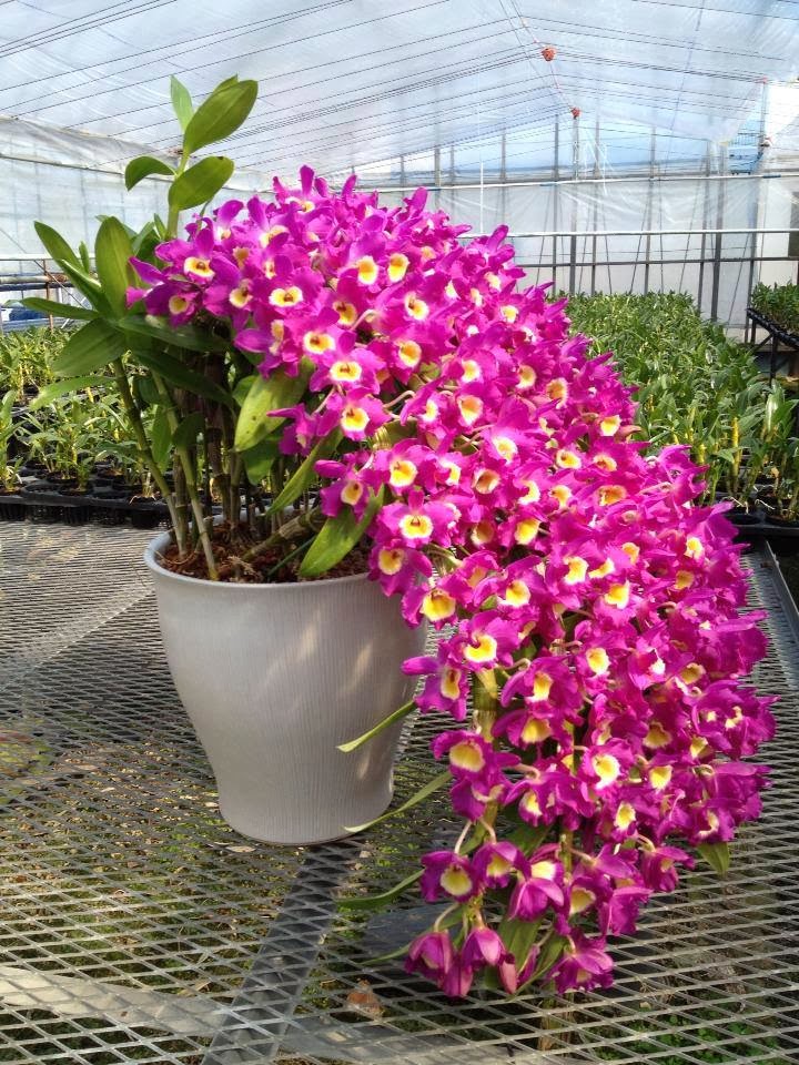 Rhynchostylis gigantea