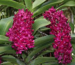 Rhynchostylis gigantea