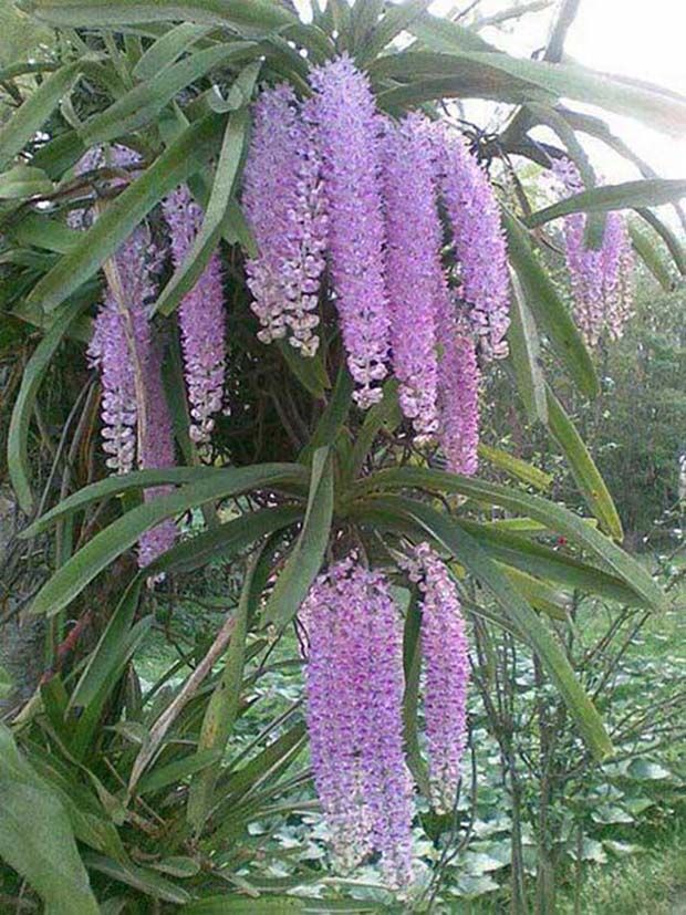 Rhynchostylis gigantea