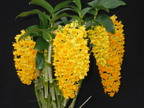 Rhynchostylis-retusa1