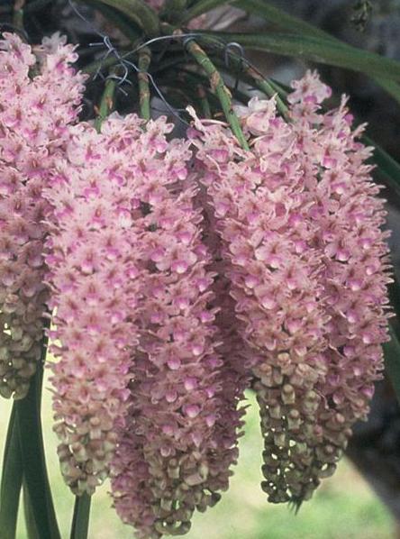 Rhynchostylis-retusa