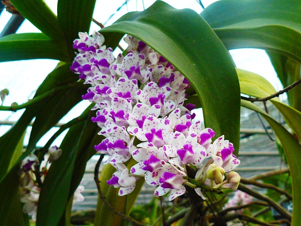 Rhynchostylis