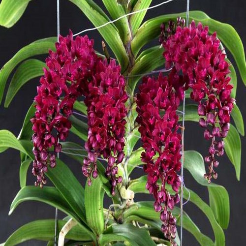 Rhynchostylis