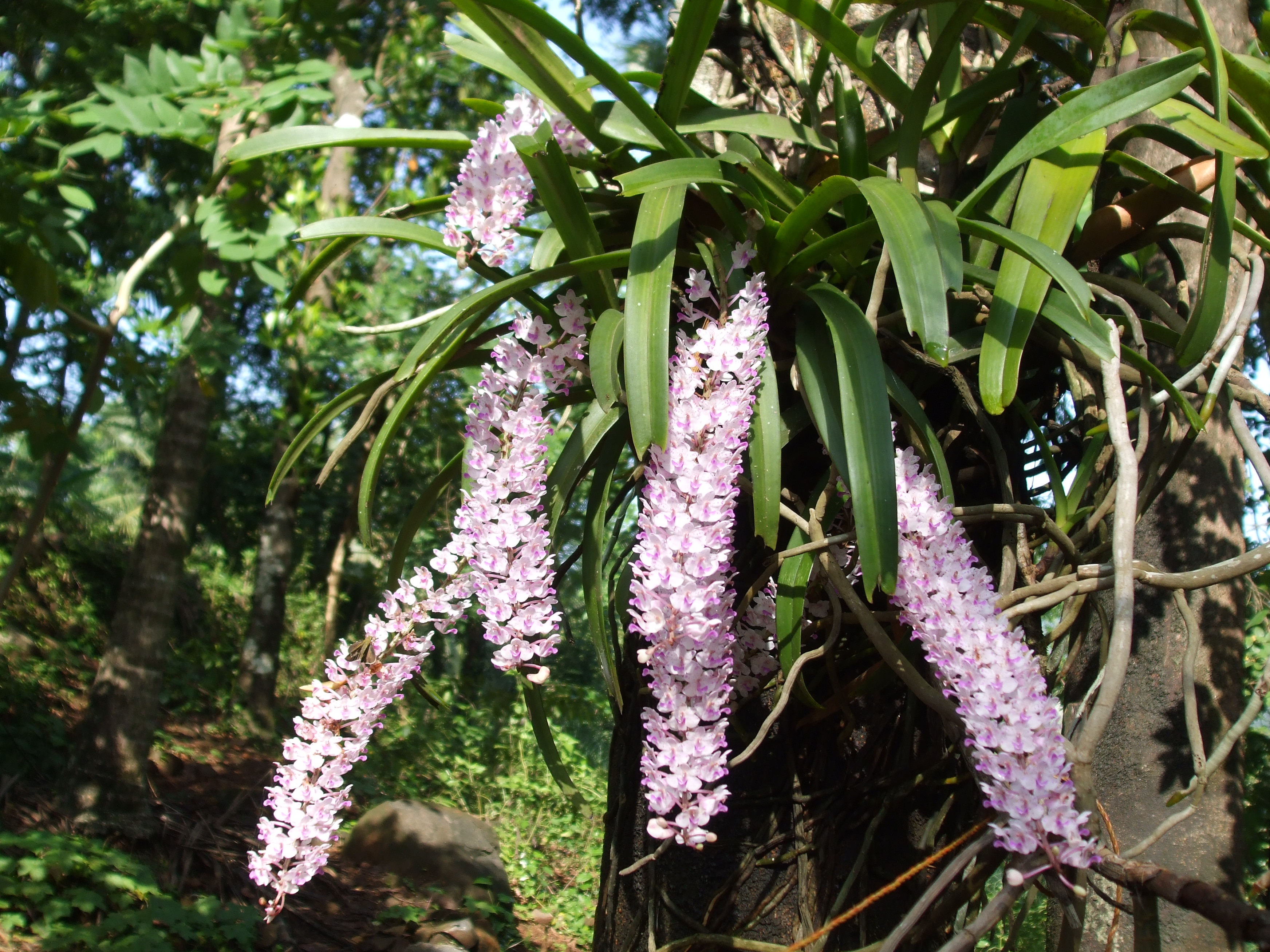 Rhynchostylis_retusa