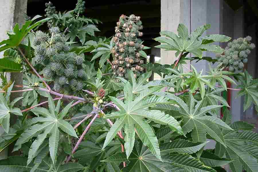 Ricinus communis