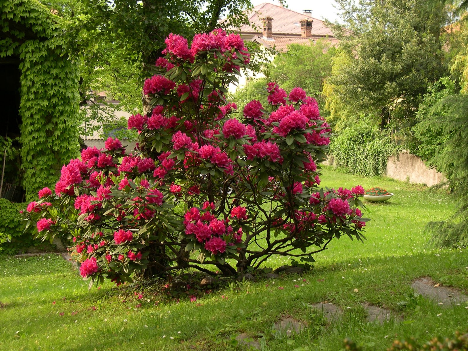 Rododendro