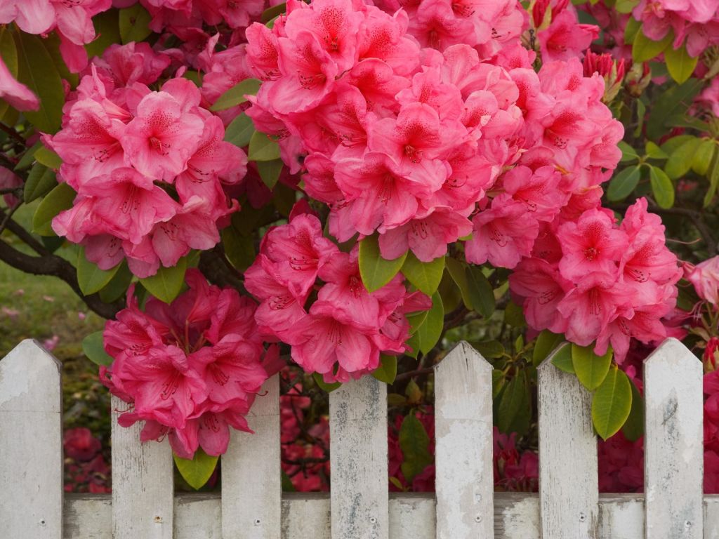 Rododendros Rosas