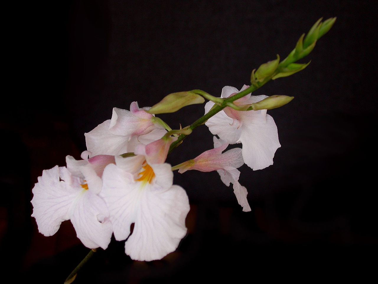 Rodriguezia obtusifolia