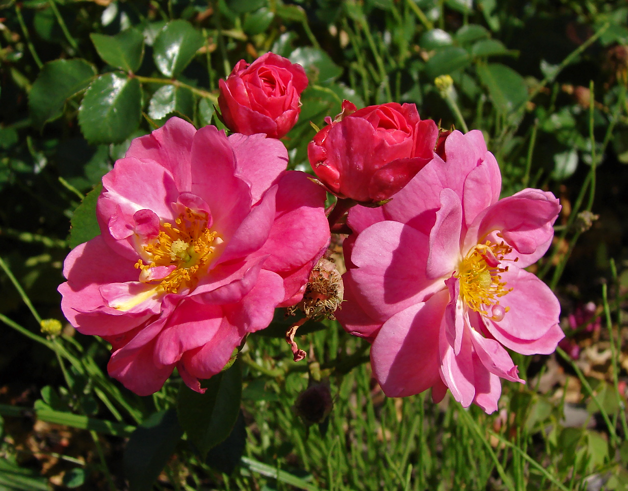 Rosa-Meidiland