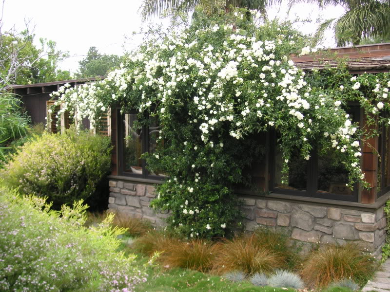 Rosa banksia white