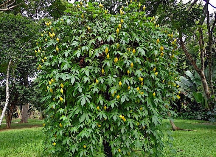 Rosa-de-Madeira-Ipomoea-tuberosa-1