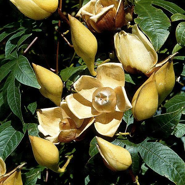 Rosa de Madeira – Ipomoea tuberosa