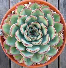 Rosa-de-Pedra (Echeveria elegans)