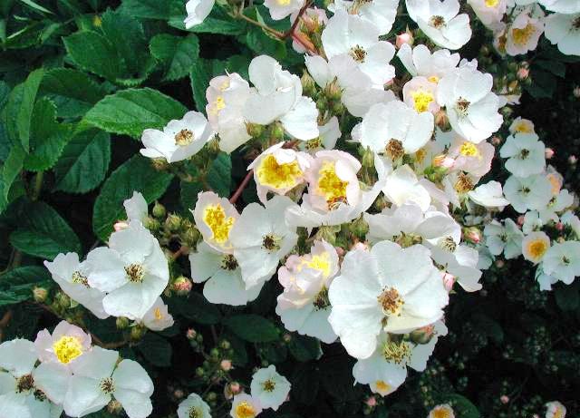 Rosa-multiflora