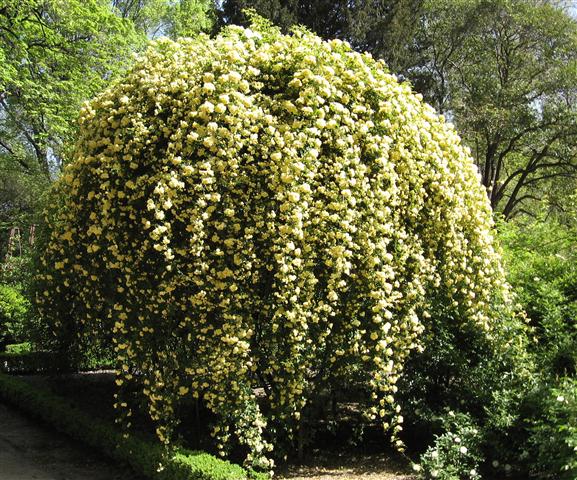 Rosa_banksiae_'Lutea' (Small)