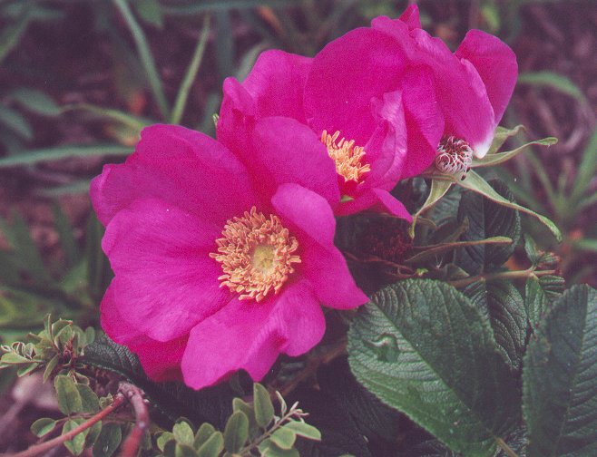 Rosa_rugosa