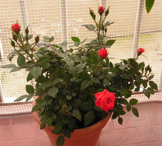 Rosas em vaso