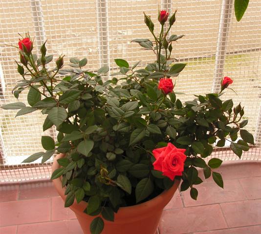 Rosas em vaso