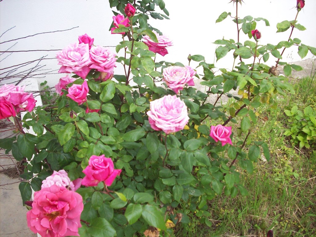 Roseiras Flower Carpet