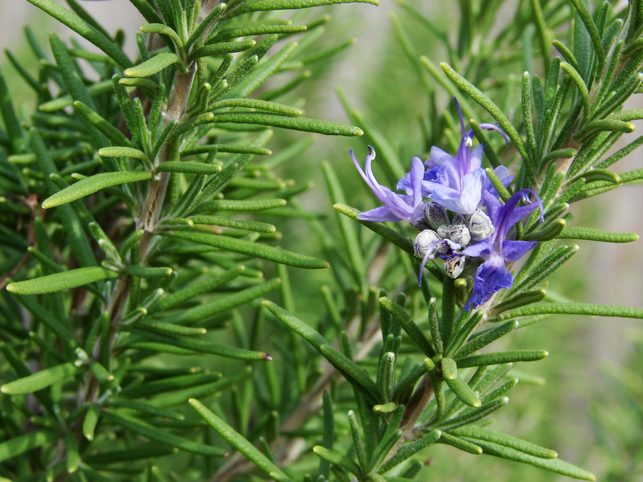 Rosmarinus officinalis