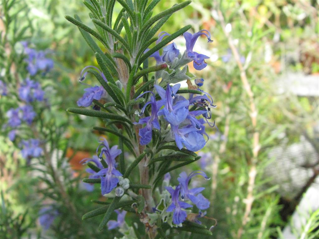 Rosmarinus officinalis