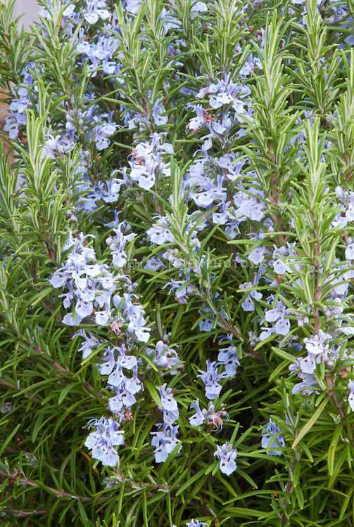 Rosmarinus officinalis Blue spires