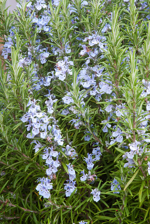 Rosmarinus officinalis Blue spires