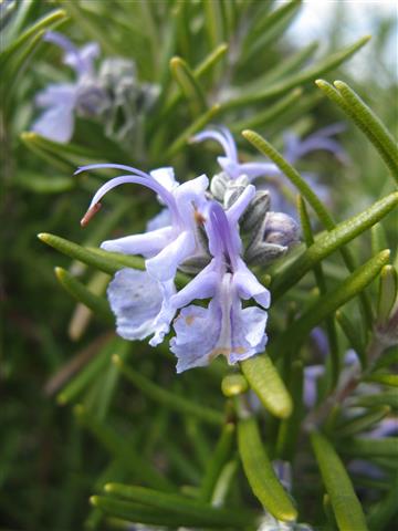 RosmarinusOfficinalis (Small)