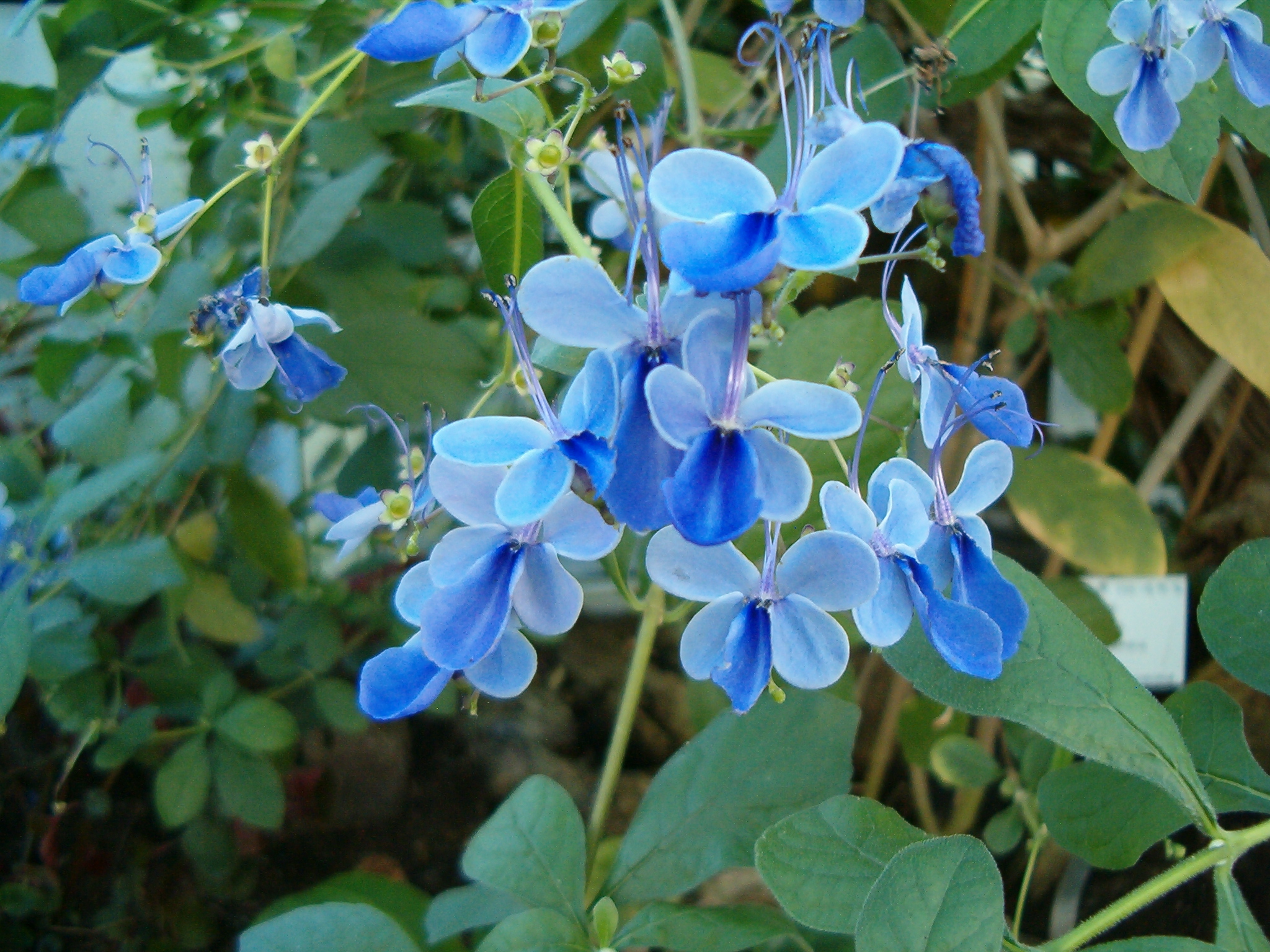 Rotheca myricoides