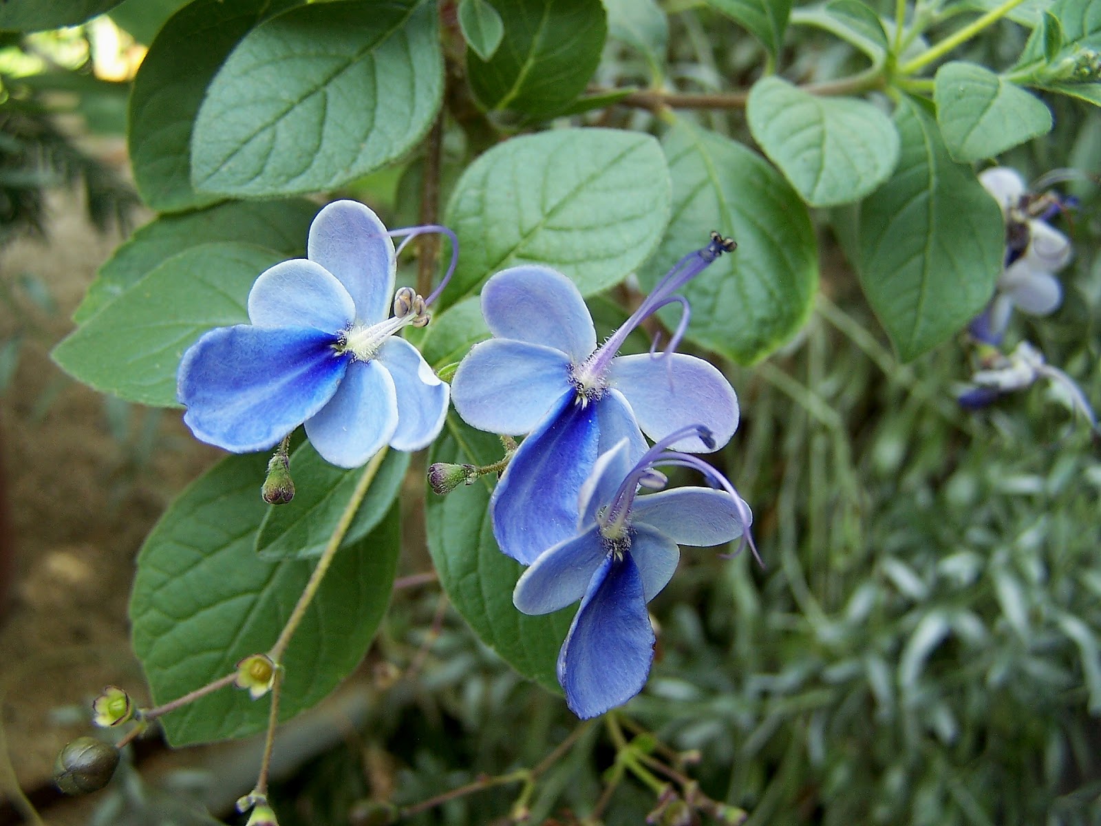 Rotheca myricoides