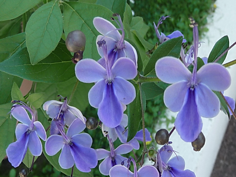 Rotheca myricoides1