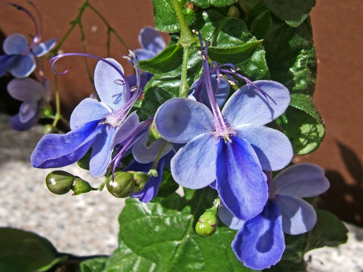 Rotheca myricoides2