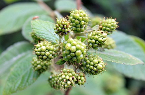 Rubus brasiliensis