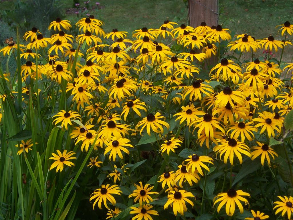 Rudbeckia-hirta