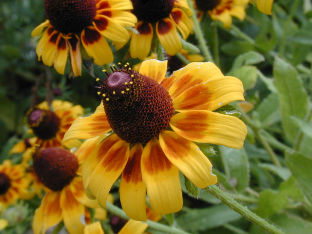 Rudbeckia hirta var. pulcherrima