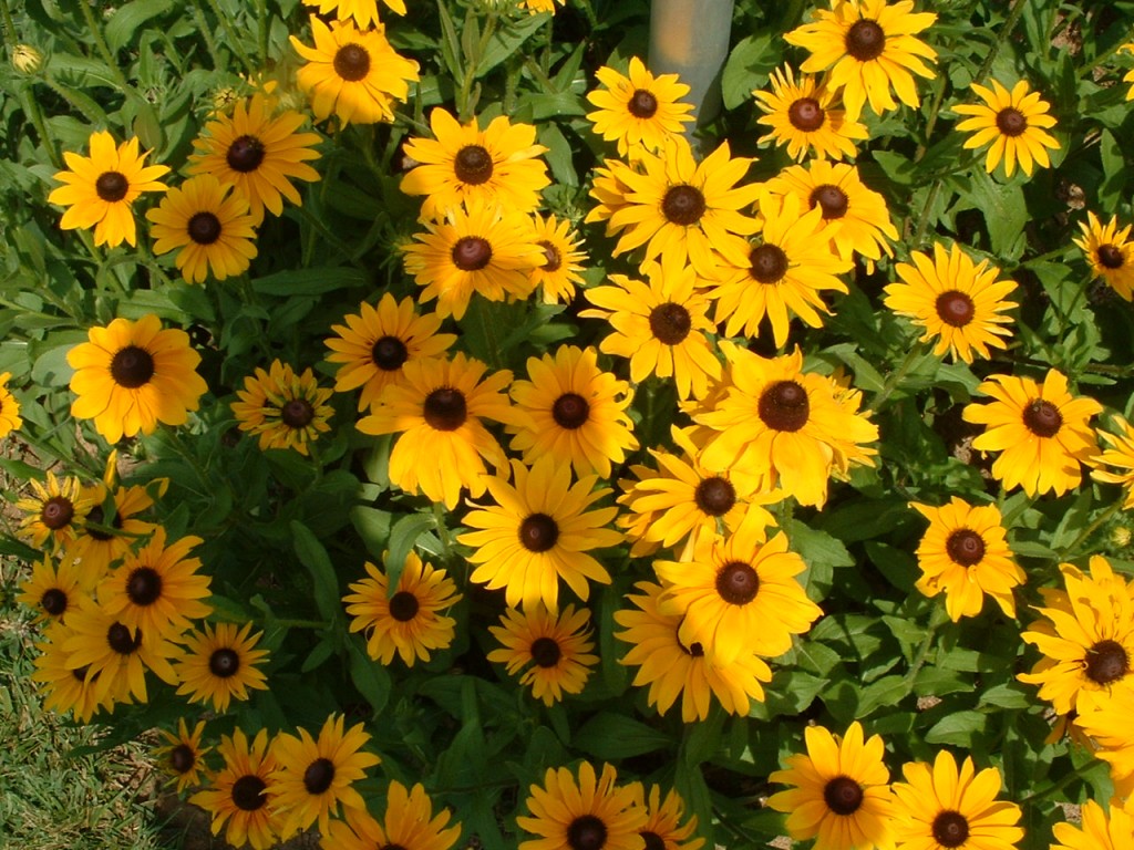 Rudbeckia hirta